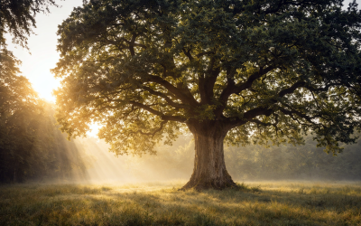La Vision Sacrée de l’Arbre