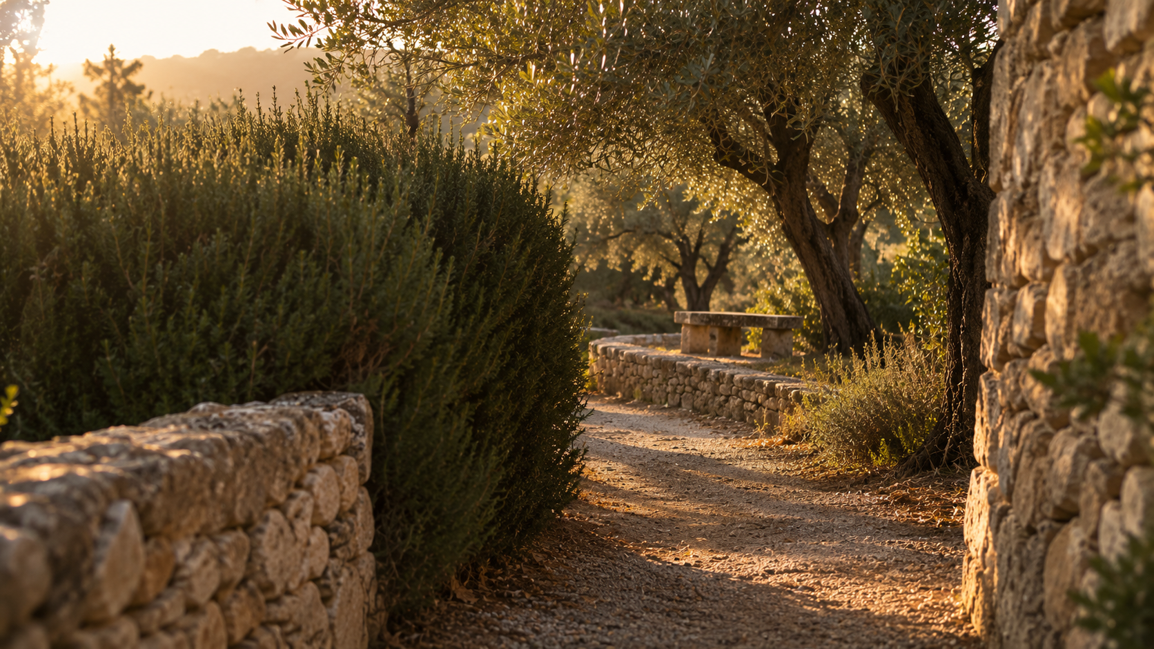 Restorative garden : jardin de ressourcement : allée de gravier serpentant entre des murets de pierre sèche, des romarins et des oliviers au soleil rasant du soir, un banc de pierr